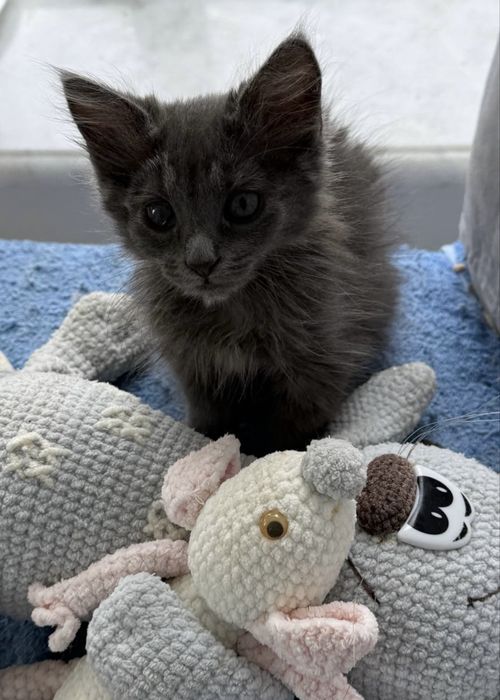 Кошеня маленька киця 3 міс