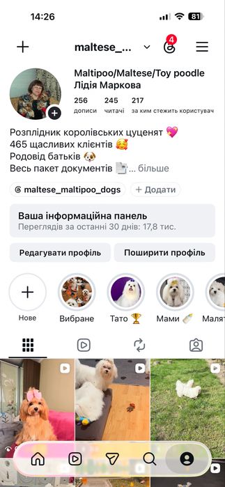 мальтезе міні хлопчик