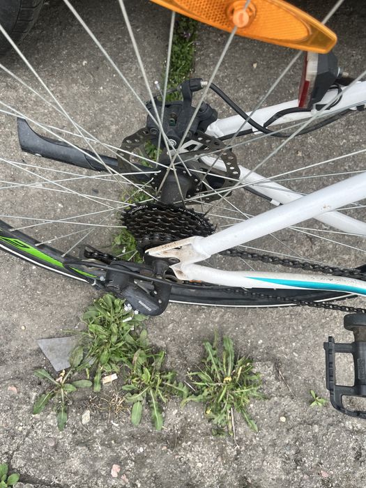 Rower Bulls Wildcross Street