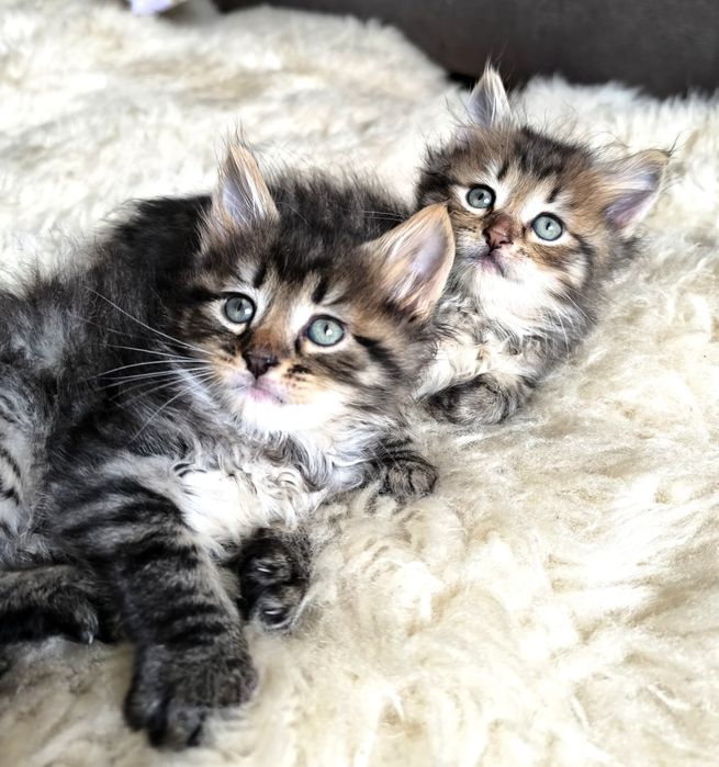 Кошенята  мейн-кун