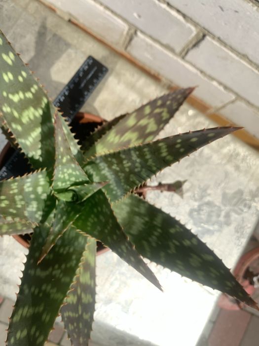 Продам кімнатні рослини