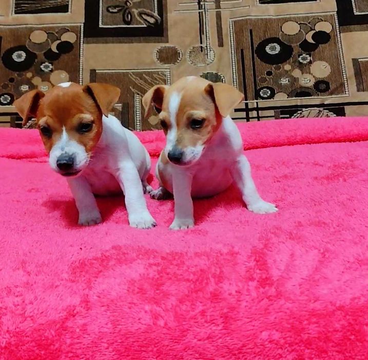 Джек Расел тер'єр, коротколапі,  міні. З документами буде дорожче