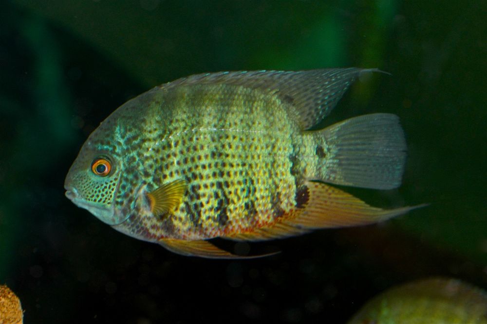 Severum Verde (Heros Severum)