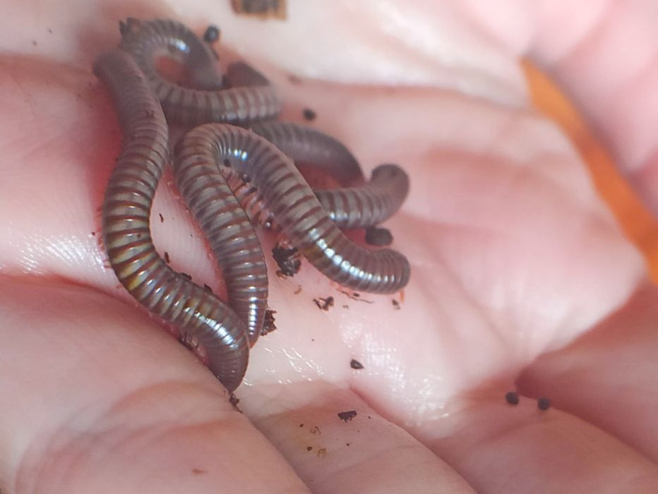 Spirobolus caudulanus