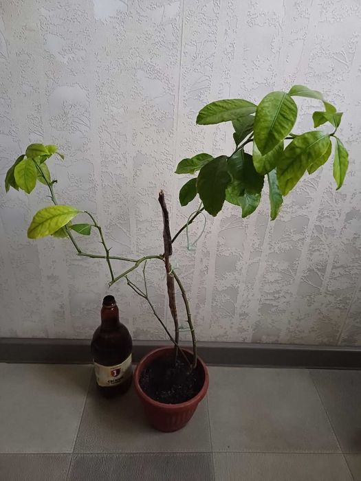 ЛИМОН кімнатний Павлівський плодоносящий ГРАНАТ кімнатний з плодами