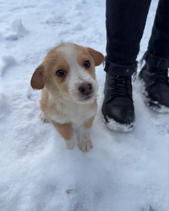 Цуценята шукають дім (від 22.10) - дівчинка