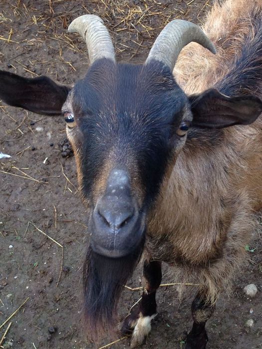 Віддам безкоштовно міцного гарного козла (цапа)