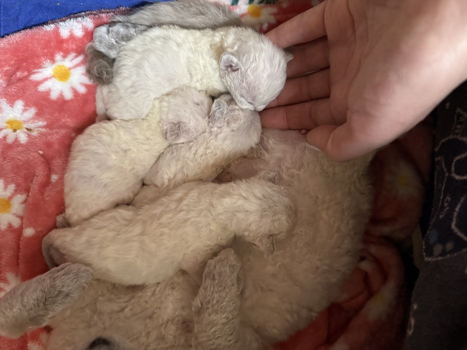 Очень раннее бронирование девончиков