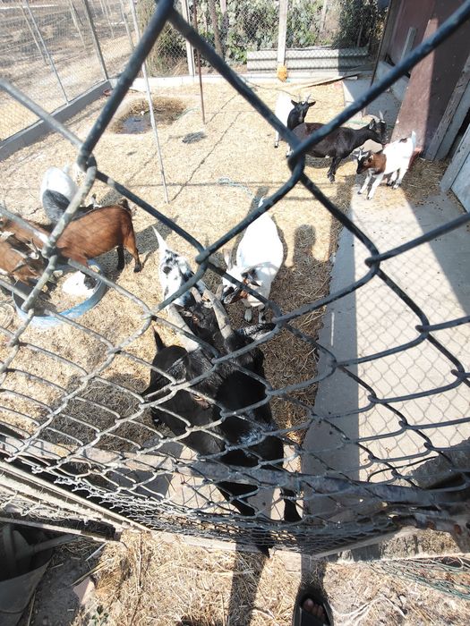 Vende-se Rebanho de Cabras e Bodes