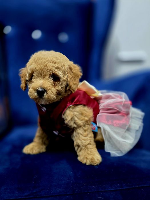 Maltipoo pełna uroku sunieczka red