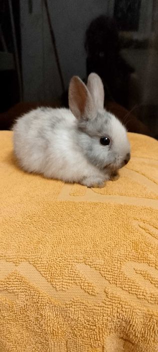 Króliczki miniaturki