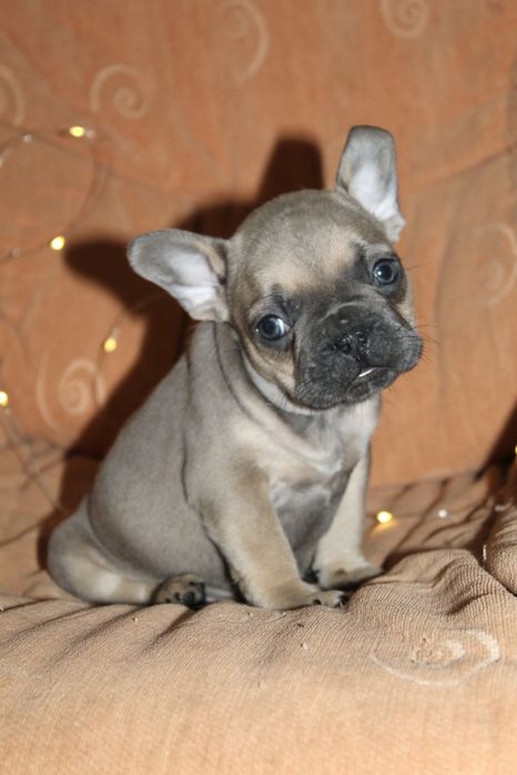 Супер генний хлопчик