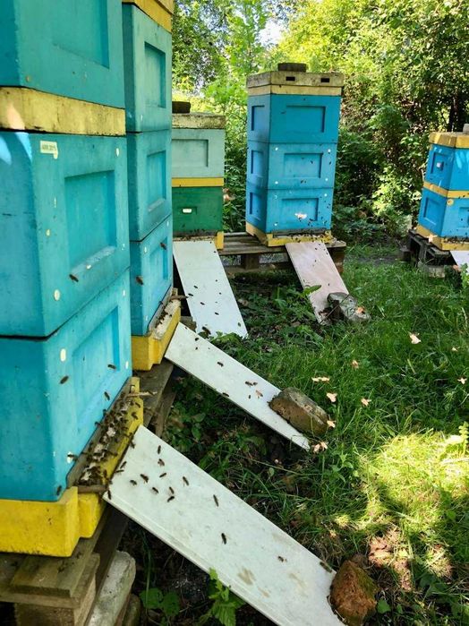 sprzedam rodziny pszczele