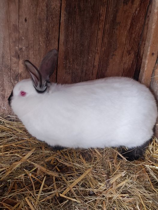Sprzedam królika samca kc
