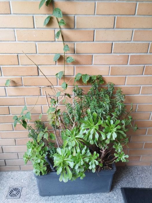 Vaso de exterior com plantas