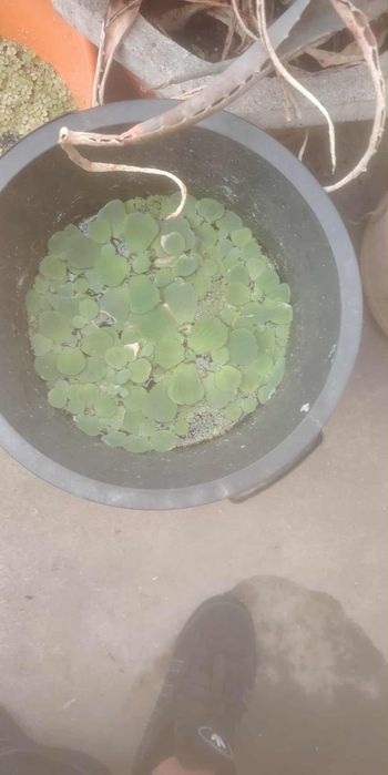 Alfaces de água superfície para aquário