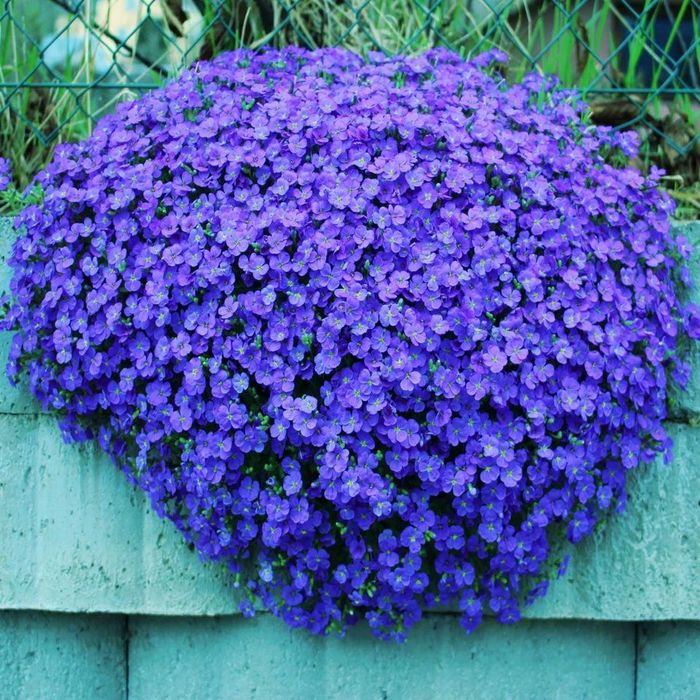 Żagwin wieloletni bylina dywan sadzonka okazja