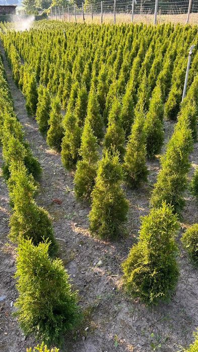 Tuja Szmaragd  120-140cm