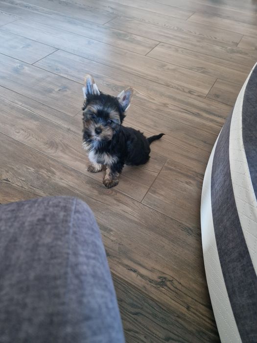 Yorkshire Terrier Piesek Gotowy do Odbioru