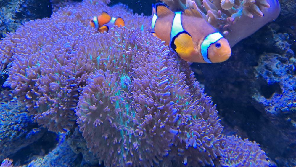 Vendo Vários Frag s de Corais Marinhos