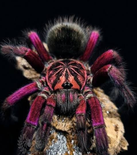 Phambobeteus sp. Machala