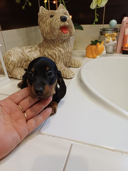 Piesek jamnik miniaturowy krótkowłosy