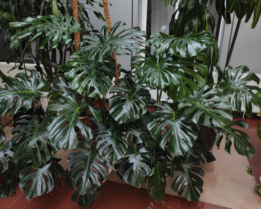 Догляд за кімнатними рослинами, озеленення приміщень