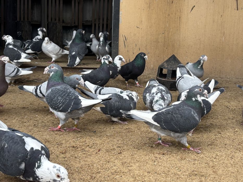 Gołębie Staropolskie