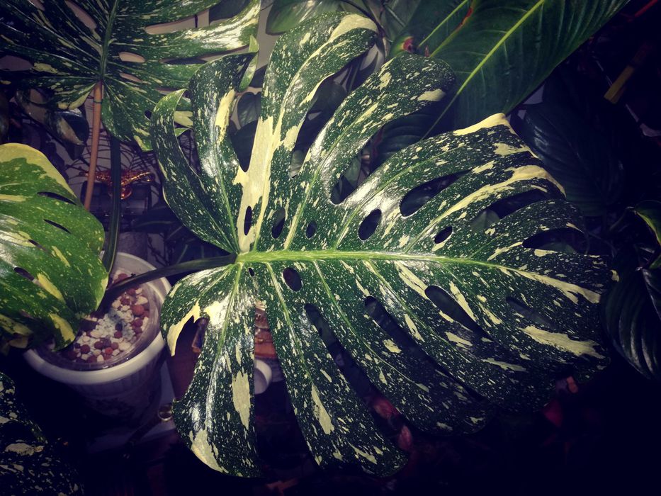 Monstera Thai Constellation Big Form Variegata potwór philodendron