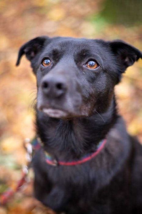 Wspaniały skrzywdzony piękny PINIO prosi o dom!
