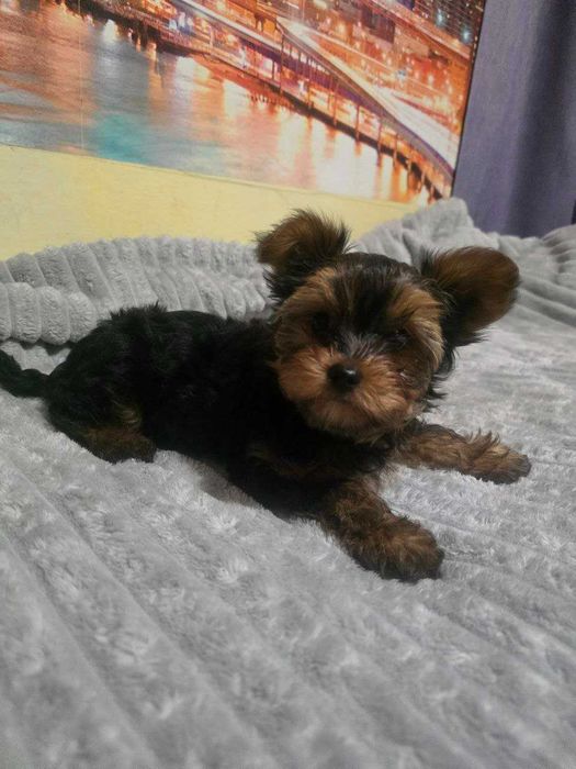 продам цуценят йоркширського  тер'єра