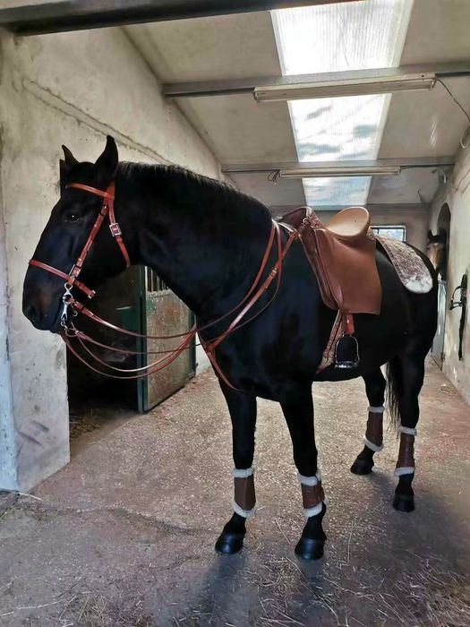 Cavalo de total confiança para pessoas sem experiência