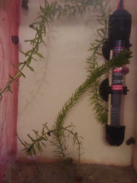 Водоросли аквариумные