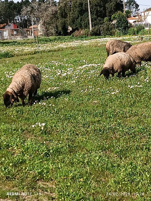 Borrego sufulk para criação
