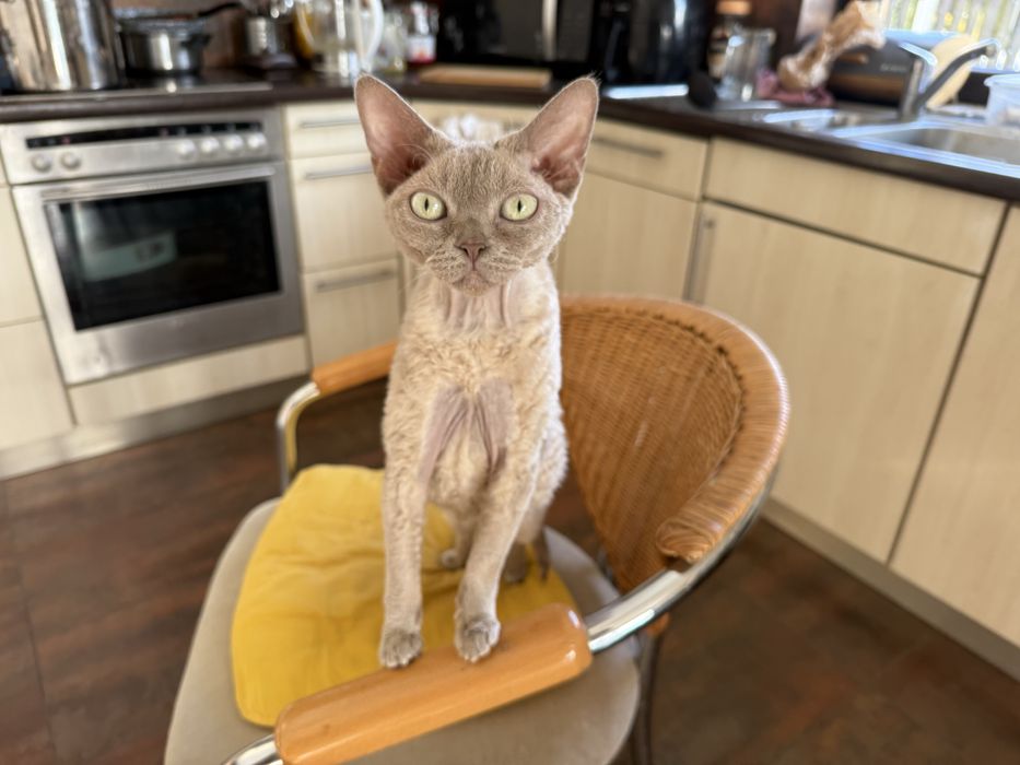Liliowa koteczka devon rex