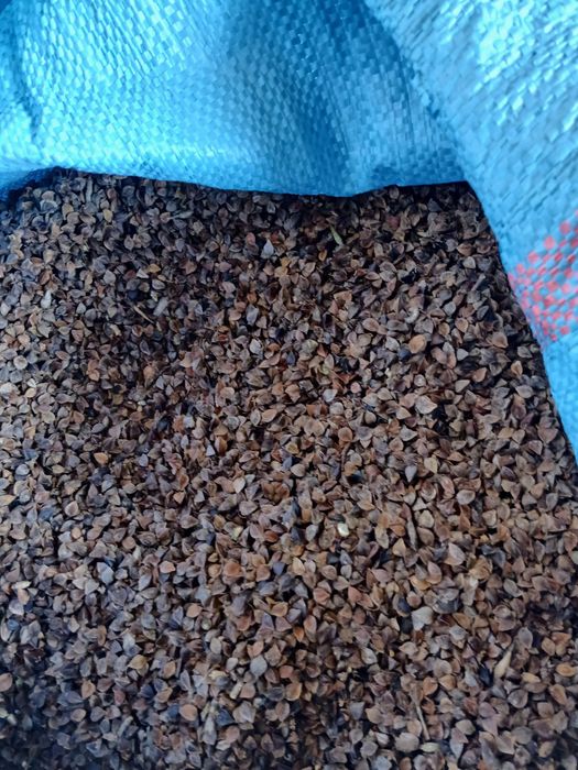 Gryka ekologiczna z certyfikatem