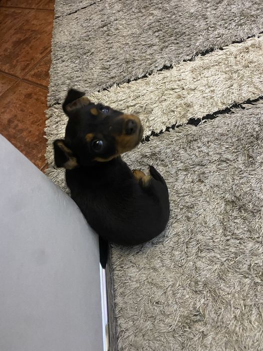 Pinscher femea top