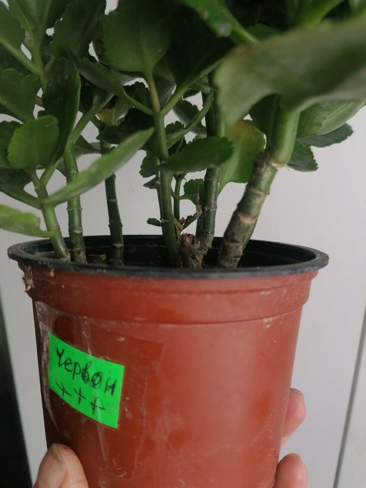 Каланхоє червоний, лимонний