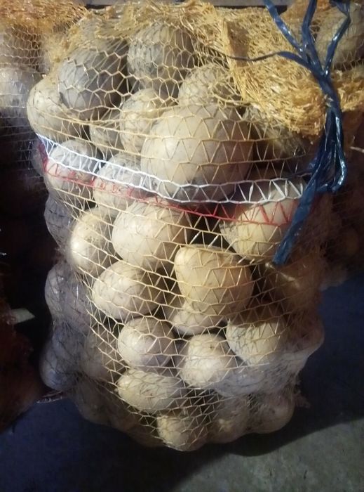 Ziemniaki jadalne,sadzonki Lili