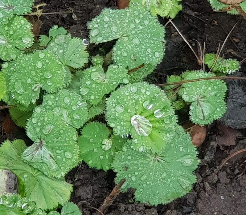 Садові квіти #  кустарники