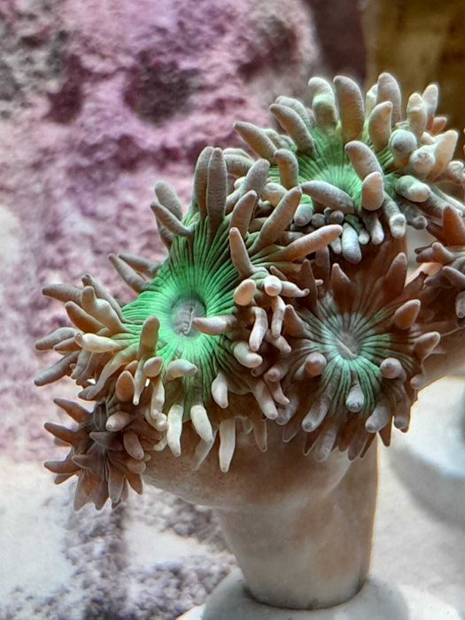 Duncanopsammia Axifuga Dunka
