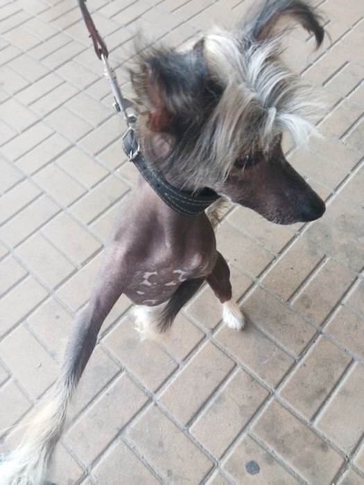 Вязка собак китайская хохлатая