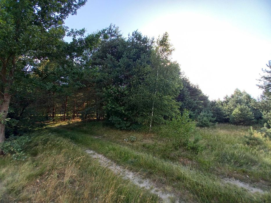 Działka leśna 6800 m Sudzin/nad Pilicą gm. Żytno - Widok 3