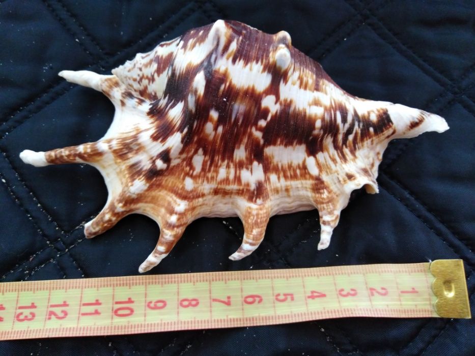 Ракушки океанические,морские