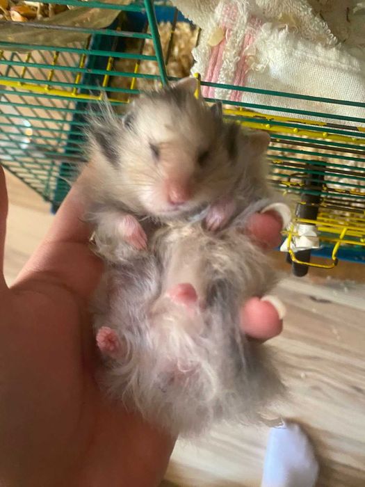 Продам хом'ячків