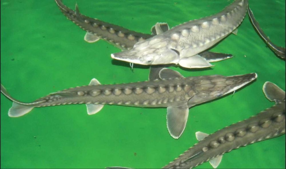 Jesiotr Syberyjski Narybek Kroczek Handlowy  Rosyjski