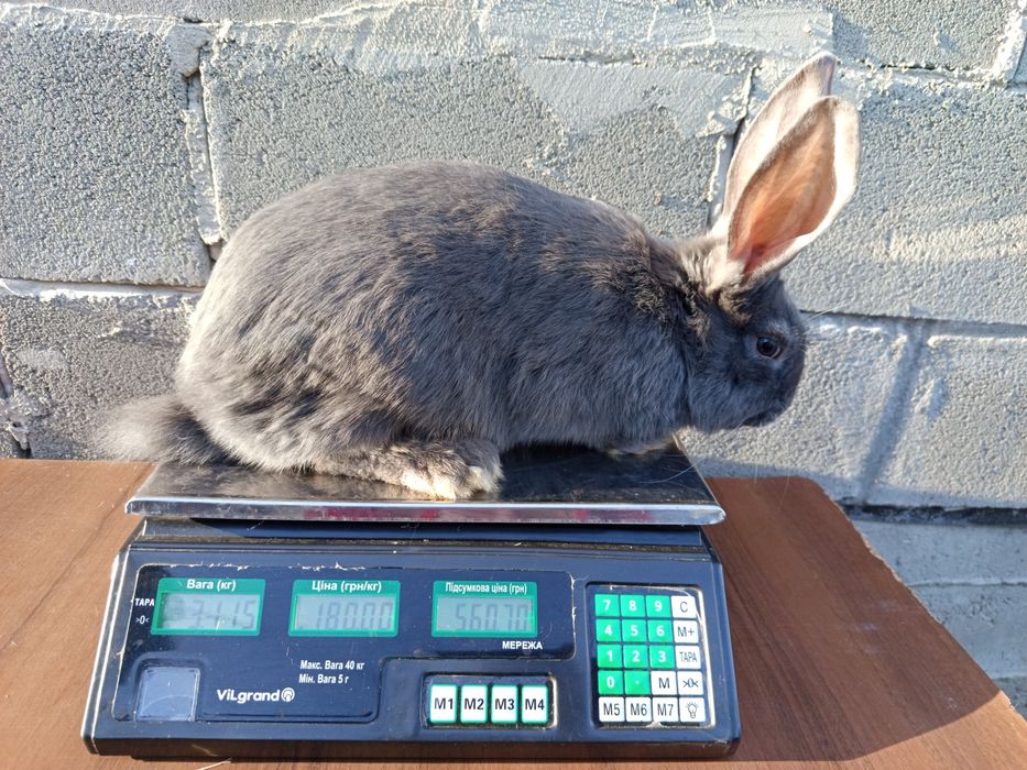 Кролі, робочі самці та молодняк