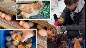 Тальне! Кури несушки! Доставка безкоштовна