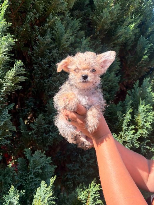 Yorkshire terrier