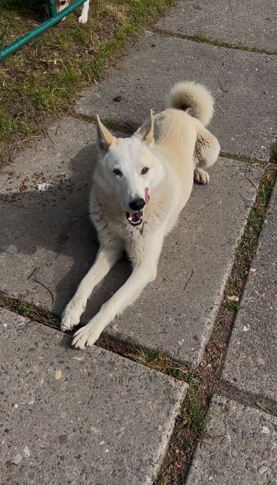 Кобель Куба, вік два роки